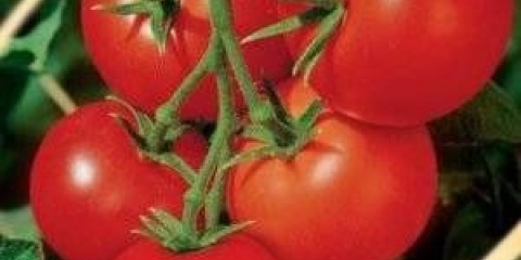 Intuicija paradajza: recenzije, fotografije, prinos